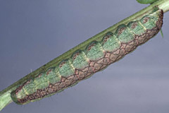 C. gnaphalii
