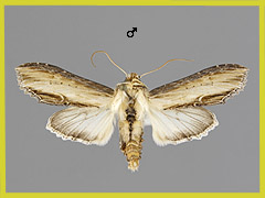 C. gozmanyi