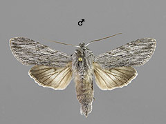 C. lactucae