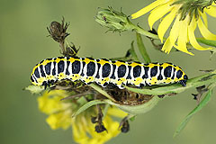 C. lactucae