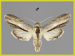 C. lanceolata