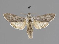 C. lucifuga