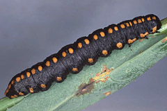 C. lucifuga