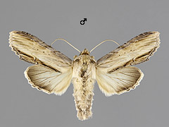 C. lychnitis