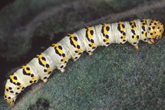 C. lychnitis
