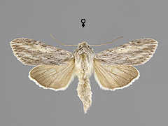 C. praecana