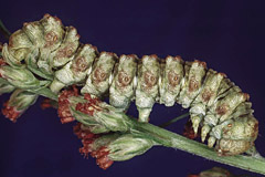 C. praecana