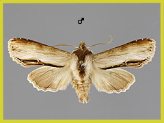 C. prenanthis