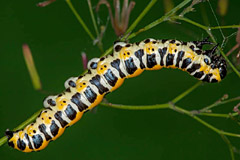 C. pustulata