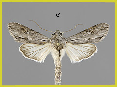C. santonici