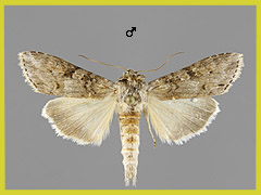 C. scopariae