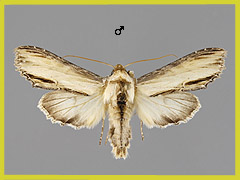 C. scrophulariae