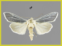 C. splendida