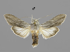 C. tanaceti