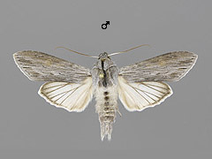 C. umbratica