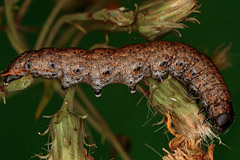 C. umbratica