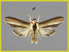 C. verbasci