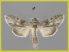 C. xeranthemi