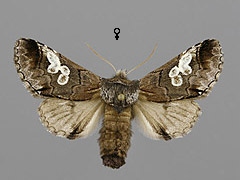 D. caeruleocephala