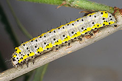 D. caeruleocephala