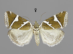 D. bankiana