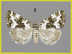 D. deceptoria