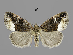 D. pygarga