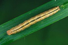 D. pygarga