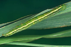 D. uncula
