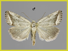P. obliterata