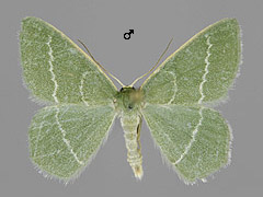 C. viridata