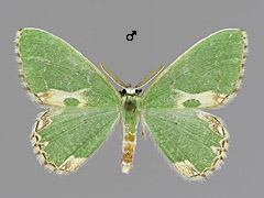 C. bajularia