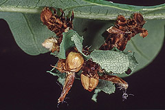 C. bajularia