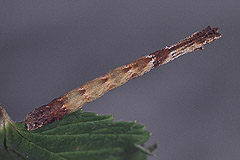 H. aestivaria