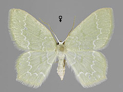 J. putata