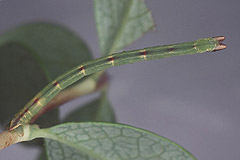 J. putata