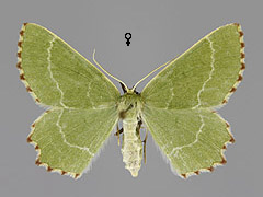 T. fimbrialis