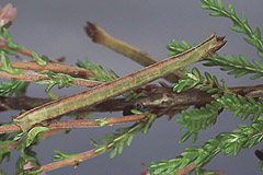 T. fimbrialis