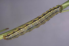 H. maritima