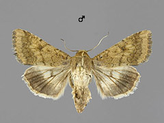 H. armigera