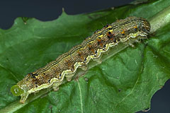 H. armigera