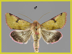 H. incarnata