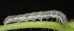 H. nubigera