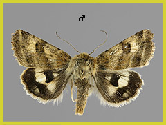 H. ononis