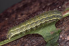 H. peltigera