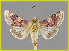 P. delphinii