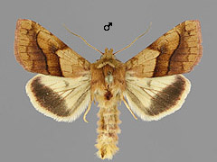 P. exprimens