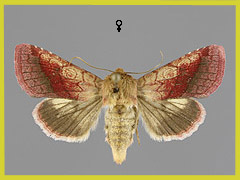 P. purpura