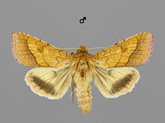 P. umbra