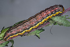 P. umbra
